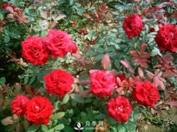 在冬季，怎樣做好月季的扦插？南陽(yáng)月季園告訴你