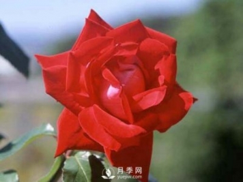 月季的硬枝扦插和管理方法很重要的，直接月季繁育