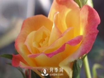 泰安大花月季在施肥時(shí)，有需要注意些什么？