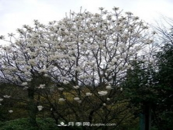 南陽(yáng)玉蘭三姐妹：中土原生白玉蘭與紫玉蘭，北美舶來(lái)洋玉蘭
