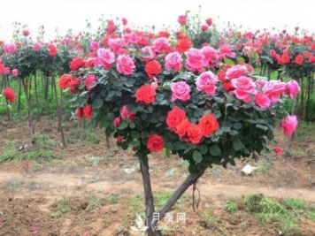 樹(shù)狀月季花都能有什么樹(shù)的樹(shù)樁可以來(lái)嫁接？