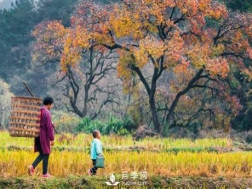 信陽(yáng)市商城縣小鄉村靠烏桕樹(shù)成游客打卡地