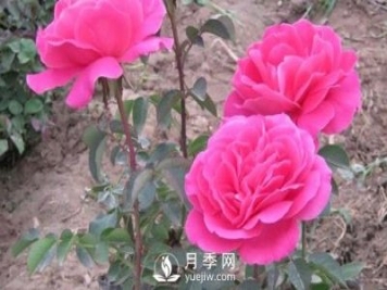 地栽南陽(yáng)月季的水分管理工作怎樣進(jìn)行？