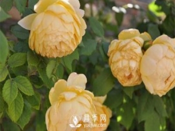發(fā)酵農家肥不徹底對南陽(yáng)月季花有什么影響？