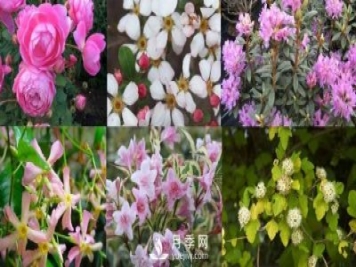 13種耐寒的盆栽花卉，零下20多度可存活，大部分南方也能種