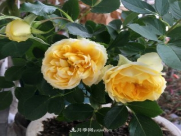 冬季實(shí)惠的裸根月季，栽種做好3件事讓冬季室內開(kāi)滿(mǎn)花