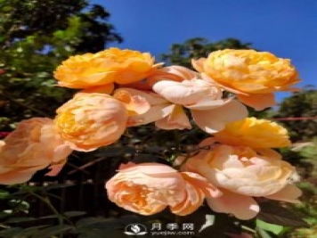 早春養月季，做好三方面養護，生長(cháng)開(kāi)花不用愁