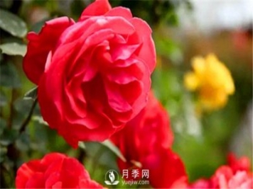 地栽月季，春季如何施肥？