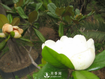 廣玉蘭遭遇病蟲(chóng)害怎么辦？南陽(yáng)玉蘭養護知識