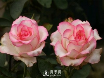 月季栽培月歷，南陽(yáng)月季園4月的養護工作