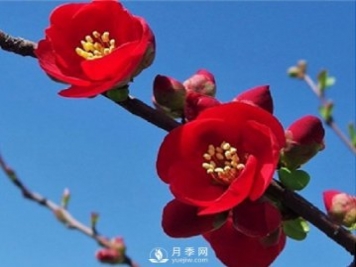 海棠的繁殖方法，景觀(guān)盆栽與管理