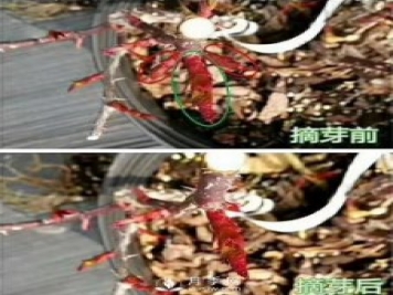 初春，月季抹芽攻略，一定要知道的五大原則