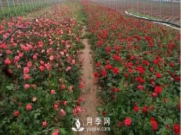 夏季怎么管理盆花月季 怎么養好盆花月季