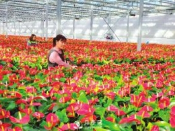臨汾大寧：花卉經(jīng)濟助力產(chǎn)業(yè)轉型