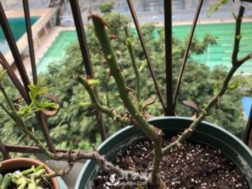 月季如何抹芽？這三類(lèi)芽必除之！