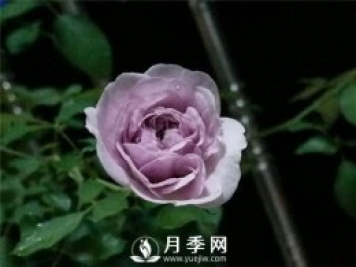 爆款月季“藍色陰雨”，火遍網(wǎng)絡(luò )