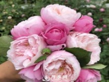羽毛月季太美，見(jiàn)過(guò)的人，一眼就相中