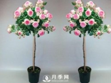 美哭！超級棒的棒棒糖迷你月季樹(shù)