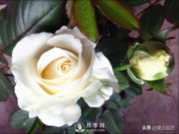 雪山系列月季品種，美麗的手捧花，還是經(jīng)典的花園明星