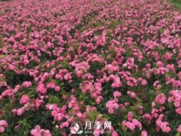 地被月季主要應用于城市綠地建設