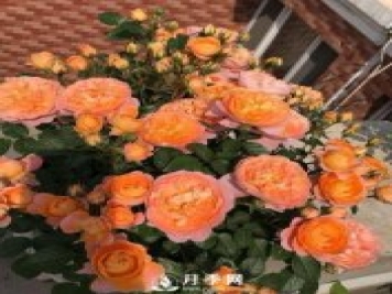 果汁陽(yáng)臺，近年來(lái)流行的陽(yáng)臺盆栽微型月季