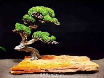 最全花木盆景分類(lèi)，輕松掌握各種花木適合如何造型