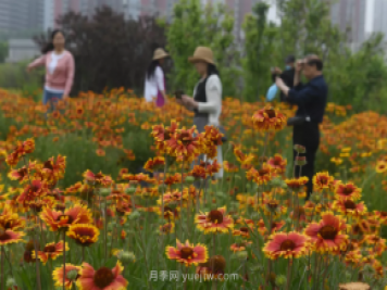 平頂山區湛南路花海大道上月季繁花似錦