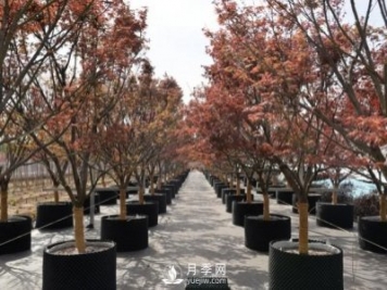 28項行業(yè)標準，198項地方標準，助推北京園林綠化高質(zhì)量發(fā)展