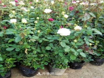 月季被稱(chēng)為花中皇后！摸清修剪的最佳時(shí)機，四季常開(kāi)