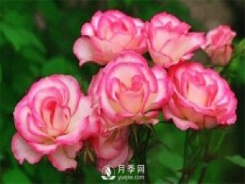哪些藥可以除月季紅蜘蛛？月季網(wǎng)告訴你