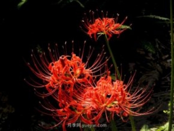 彼岸花(曼珠沙華)的形態(tài)特征和習性文化