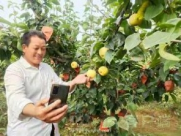梨農結盟 南陽(yáng)博望黃金梨有機品牌越擦越亮