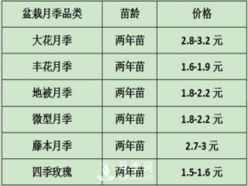 2021年春季盆栽月季市場(chǎng)報價(jià) 盆花月季多少錢(qián)一棵？