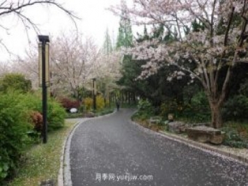 實(shí)測3款“識花小程序”，讓你再也不愁認錯花