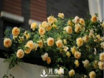 想月季四季開(kāi)花？陽(yáng)臺栽培技術(shù)必看不可