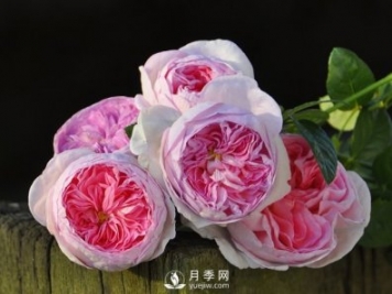 月季、薔薇開(kāi)花還“結果”，微型月季盆栽放陽(yáng)臺，1年開(kāi)花300天