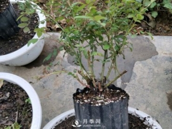 薔薇根嫁接的月季會(huì )長(cháng)粗筍嗎？粗筍的位置從哪里長(cháng)出來(lái)