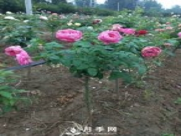 花農又出新花樣！歐月嫁接到樹(shù)上，歐月棒棒糖
