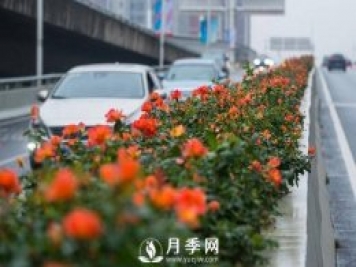 月季花期可調控，看武漢10月中旬月季花艷麗開(kāi)放
