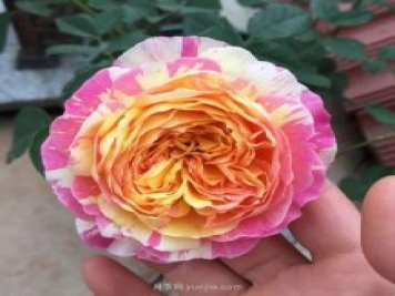 推薦夏季高溫耐曬的4種月季，花朵不散還勤花