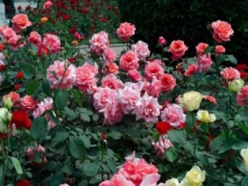 7月養這6種花卉，長(cháng)得快花量大適合新手