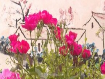 月季花成為海陽(yáng)美麗鄉村的“花草秘籍”