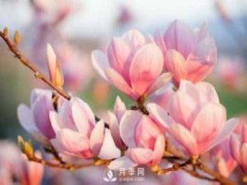 庭院種植玉蘭，解決4個(gè)問(wèn)題香滿(mǎn)庭院