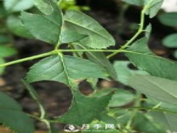 月季網(wǎng)分享月季常見(jiàn)的各種蟲(chóng)害圖集