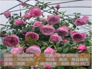 炎炎夏日有花香，推薦四款比較香的月季