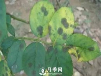 養護好月季花，這些蟲(chóng)害技巧你要知道