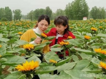 南陽(yáng)唐河：桐寨鋪鎮花卉種植基地為鄉村振興錦上添花