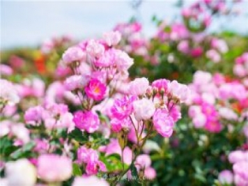 鄭州伏羲山百畝玫瑰花盛放，上萬(wàn)株玫瑰美成了畫(huà)
