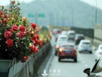 連日陰雨，杭州高架花廊的月季能如期盛開(kāi)嗎？4月中旬盛開(kāi)