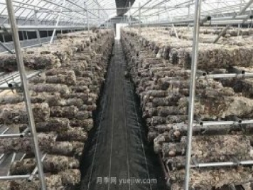 鎮平縣：小香菇撐起“致富夢(mèng)”